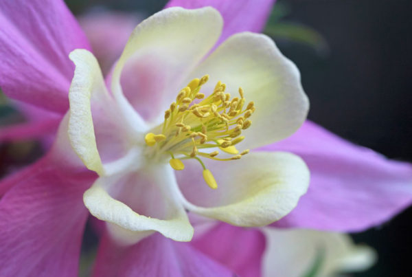 Columbine