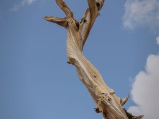 Bare-Bristlecone