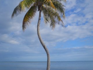 Belize-Lone-Palm