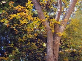 Big-Sur-foliage2
