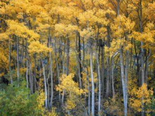Bishop-Creek-Aspen-Grove