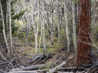 Broken-Branches2