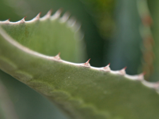 Cactus-Thorn