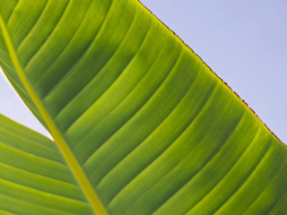 Cardiff-Palm-Abstract