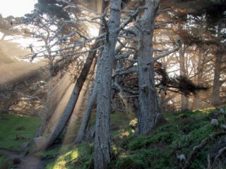 Cypress-Rays