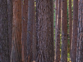 Lake-Tahoe-Wood-Forest