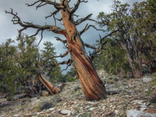 Lone-Bristlecone