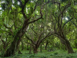 Maui-Enchanted-Forest