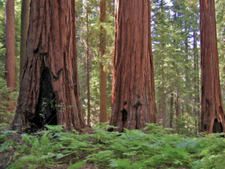 McIntyre-Sequoia-Grove