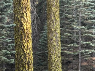 Mossy-Pines2