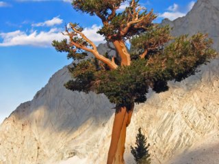 Lone tree at sunset