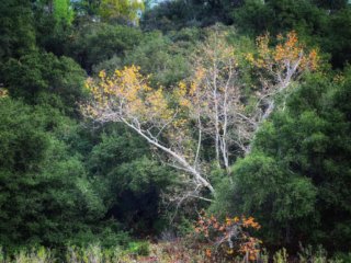 ONeill-Color2