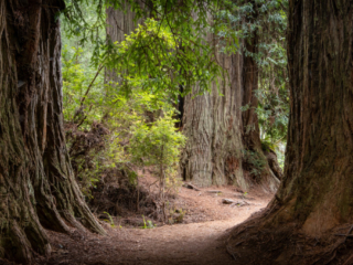 Praire-Creek-Fantasy