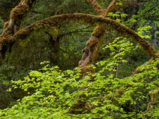 Praire-Creek-Moss