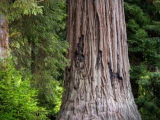 Praire-Creek-Redwood