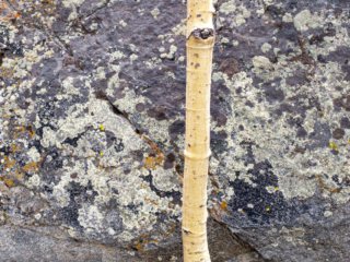 Rock-and-Aspen