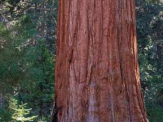 Sequoia-