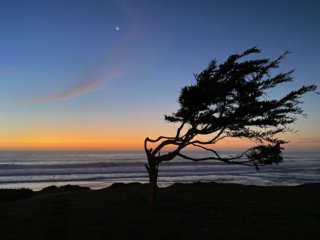 Silouette-Cypress