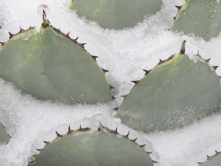 Snow-Cactus