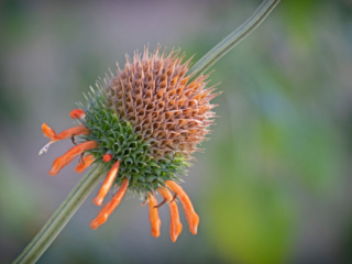Spiky-Bud-Living-Desert