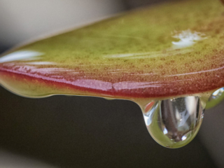 Succulent-Water-Drop