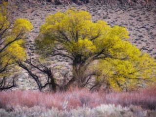Tableland-Tree