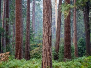 Yosemite-Trees