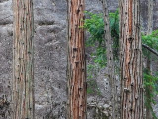 Yosemite-Trio