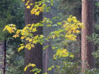 Yosemite fall Oak