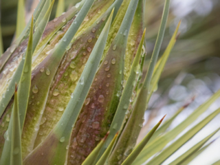 Yucca-Bloom
