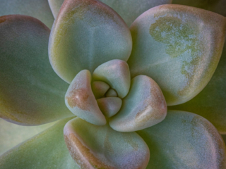 sweet-succulent