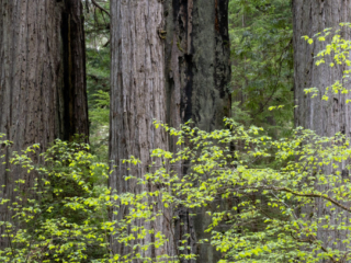 Praire-Creek-Dogwood